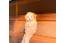 Maltipoo Puppy for Adoption
