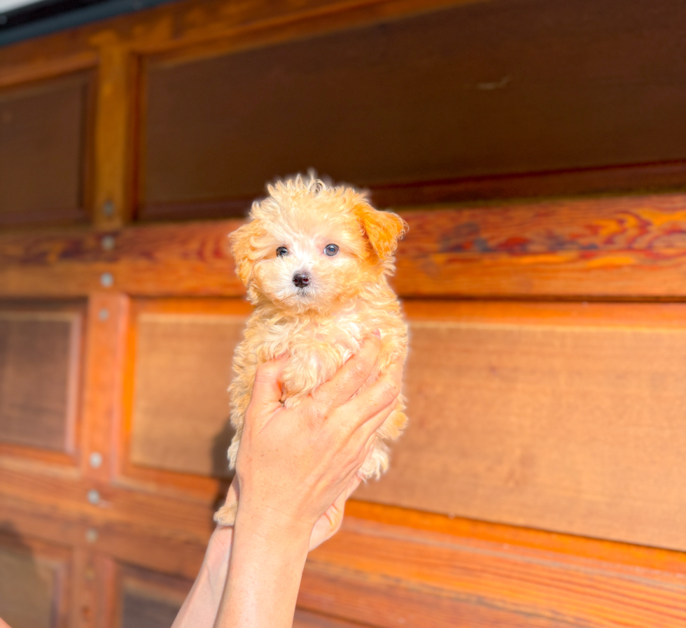 Maltipoo Puppy for Adoption