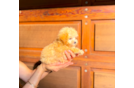Best Maltipoo Baby