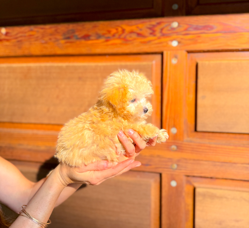 Best Maltipoo Baby