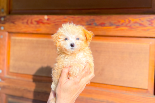 Best Maltipoo Baby