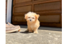 Maltipoo Pup Being Cute