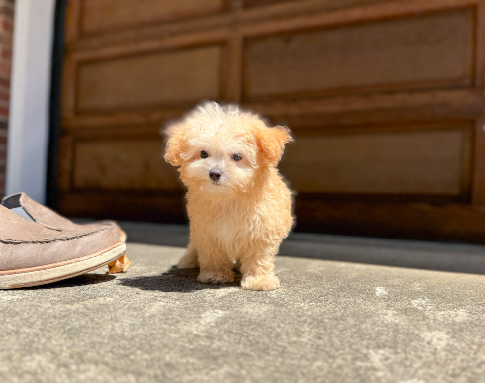 Maltipoo Pup Being Cute