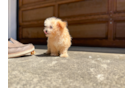Best Maltipoo Baby