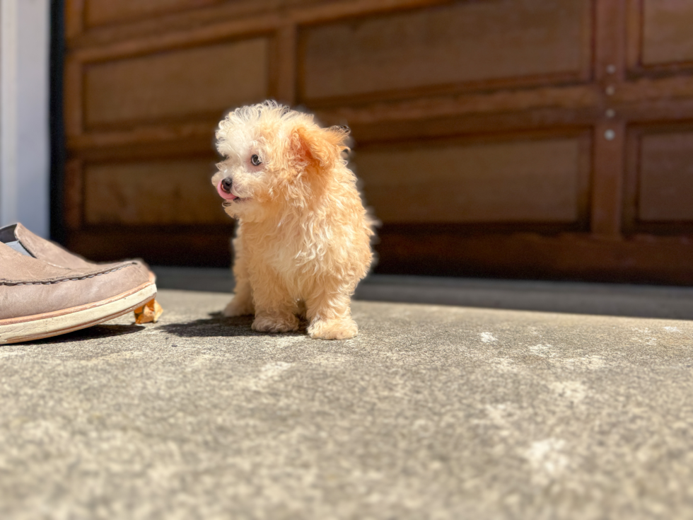 Best Maltipoo Baby