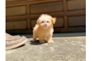 Cute Maltipoo Poodle Mix Pup