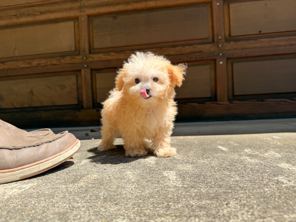 Cute Maltipoo Poodle Mix Pup