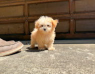 13 week old Maltipoo Puppy For Sale - Simply Southern Pups