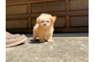 Maltipoo Puppy for Adoption