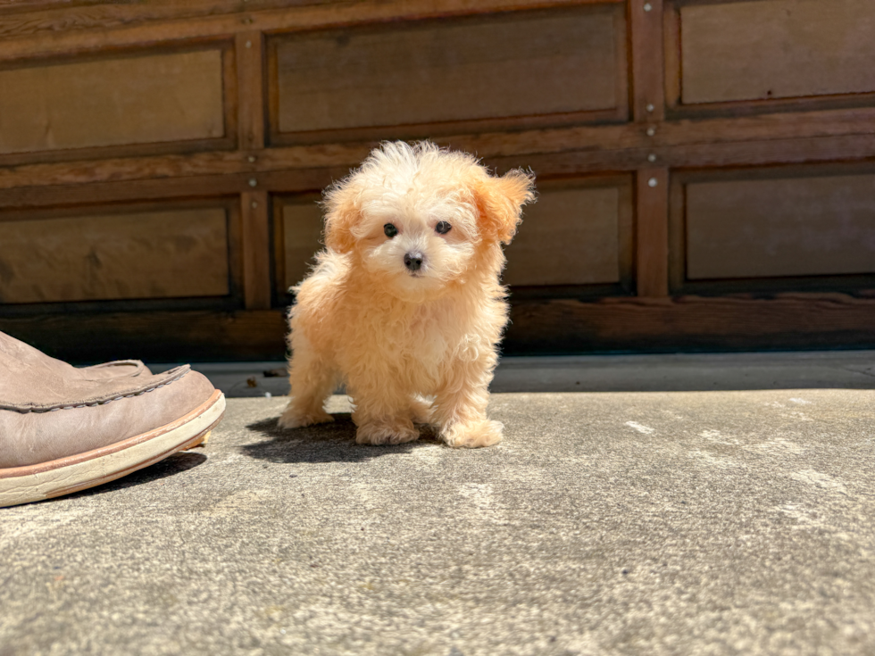 Maltipoo Puppy for Adoption