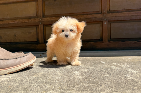 Best Maltipoo Baby