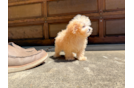 Maltipoo Pup Being Cute
