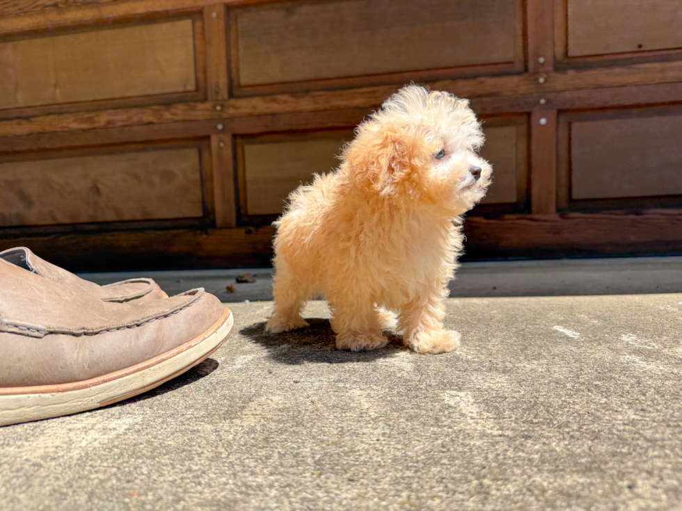 Maltipoo Pup Being Cute