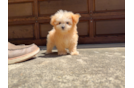 Maltipoo Pup Being Cute