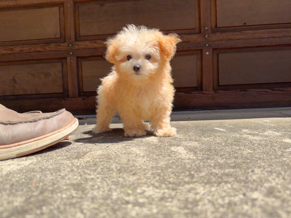 Maltipoo Pup Being Cute