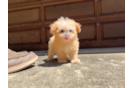 Best Maltipoo Baby