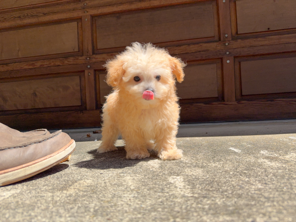 Best Maltipoo Baby