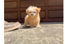 Maltipoo Pup Being Cute