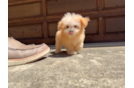 Cute Malt a Poo Poodle Mix Puppy
