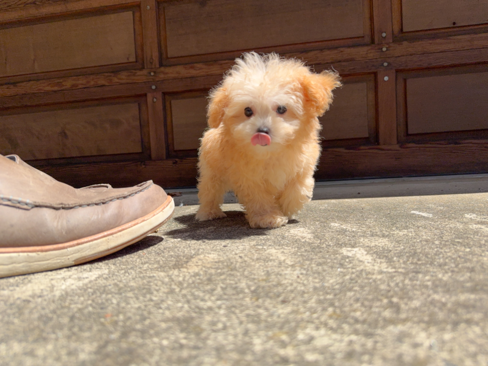 Cute Malt a Poo Poodle Mix Puppy