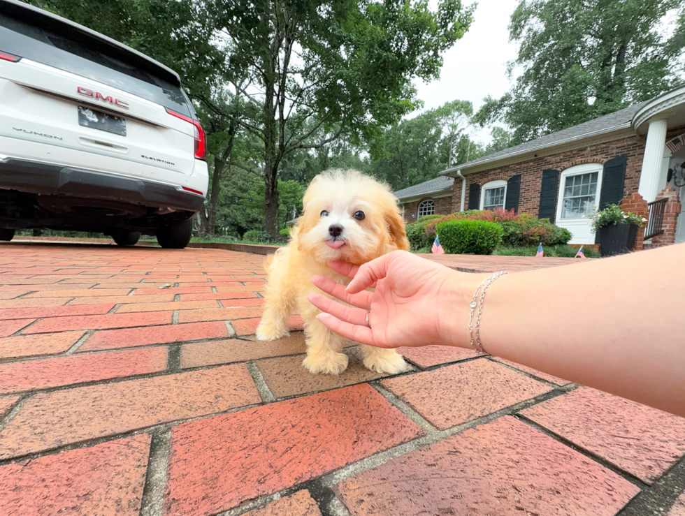 Cute Malt a Poo Poodle Mix Puppy