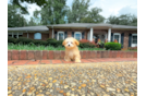 Cute Maltipoo Baby