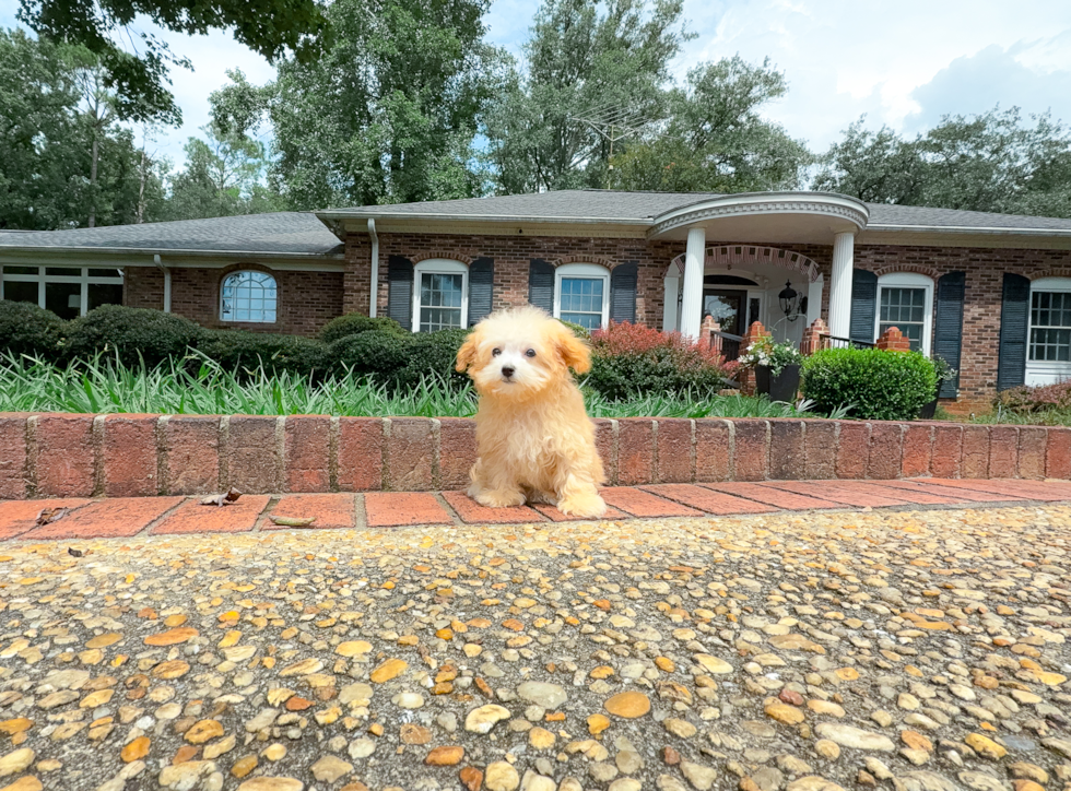 Cute Maltipoo Baby