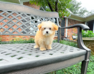 14 week old Maltipoo Puppy For Sale - Simply Southern Pups