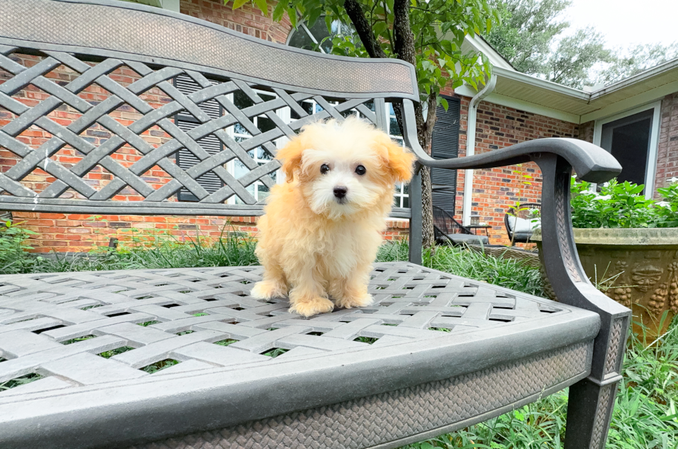 14 week old Maltipoo Puppy For Sale - Simply Southern Pups