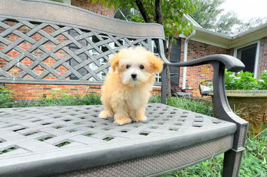Best Maltipoo Baby