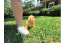 Maltipoo Puppy for Adoption
