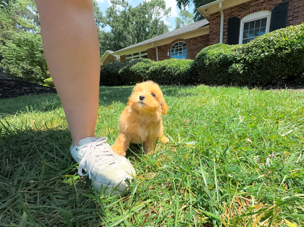 Maltipoo Puppy for Adoption