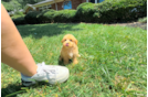 Maltipoo Puppy for Adoption