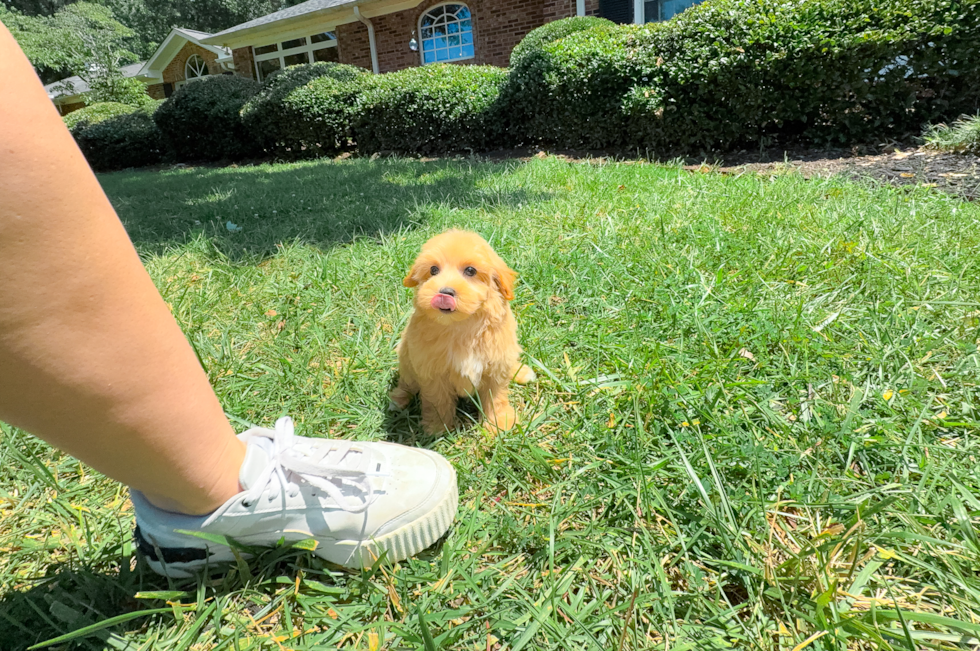 Maltipoo Puppy for Adoption