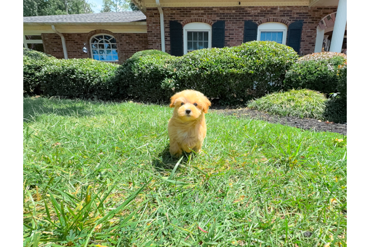 Best Maltipoo Baby