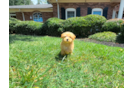 Best Maltipoo Baby