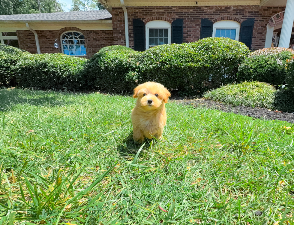 Best Maltipoo Baby