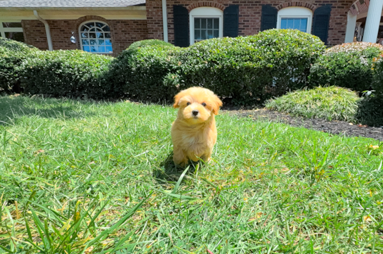 Best Maltipoo Baby