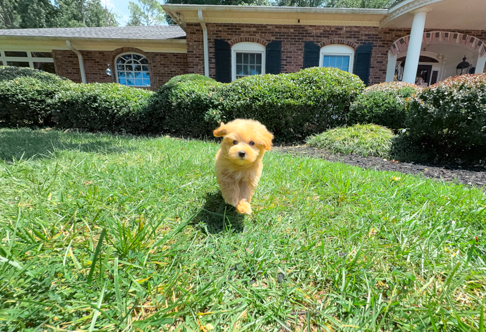 Maltipoo Pup Being Cute