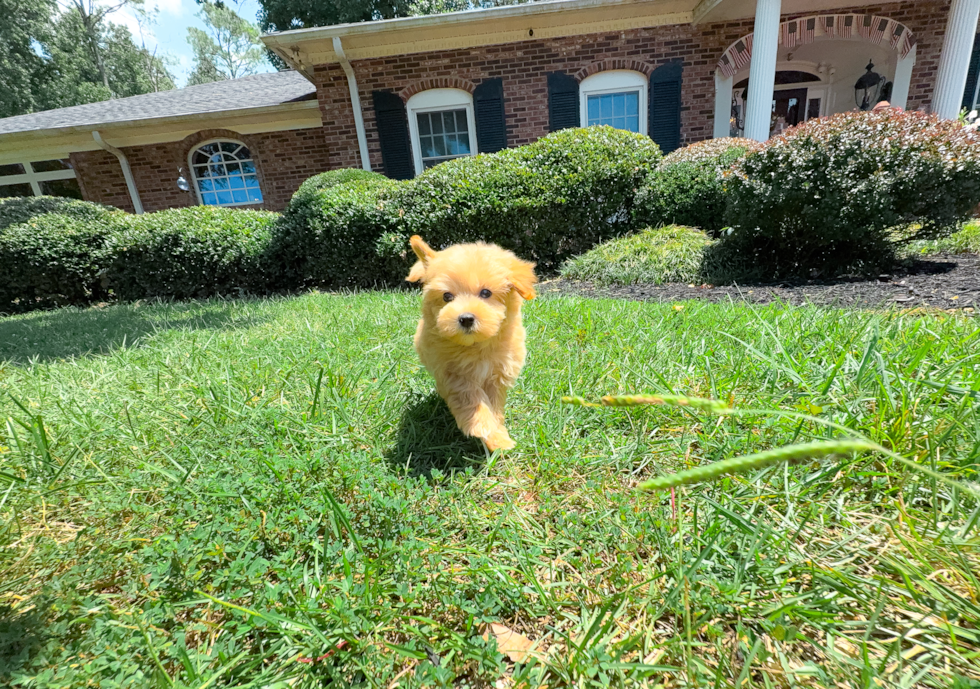 Cute Maltipoo Poodle Mix Pup
