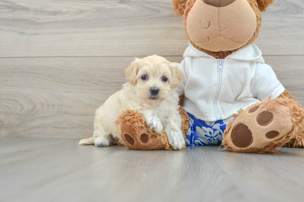 8 week old Maltipoo Puppy For Sale - Simply Southern Pups