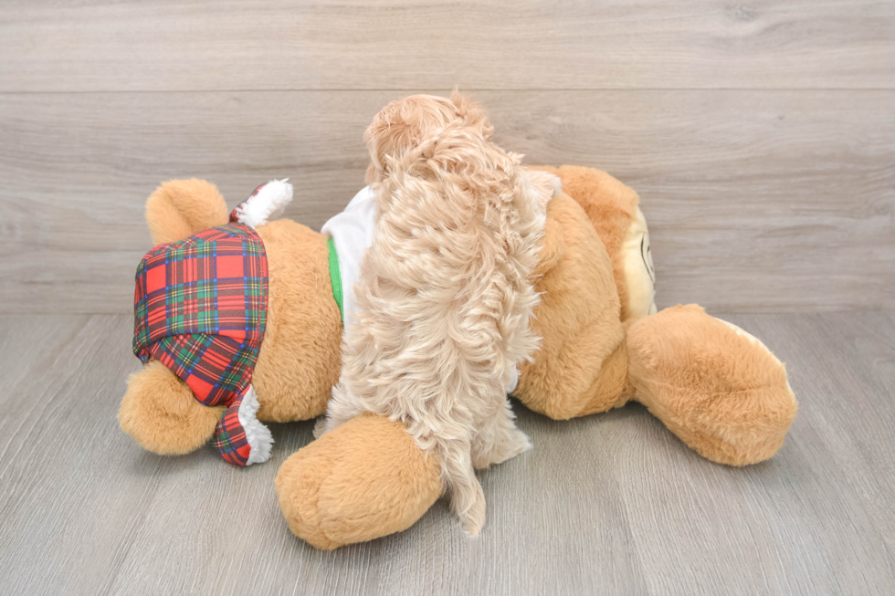 Playful Maltidoodle Poodle Mix Puppy