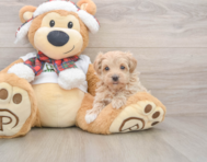8 week old Maltipoo Puppy For Sale - Simply Southern Pups