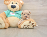9 week old Maltipoo Puppy For Sale - Simply Southern Pups