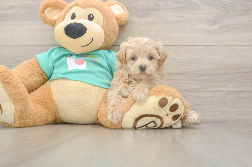 5 week old Maltipoo Puppy For Sale - Simply Southern Pups