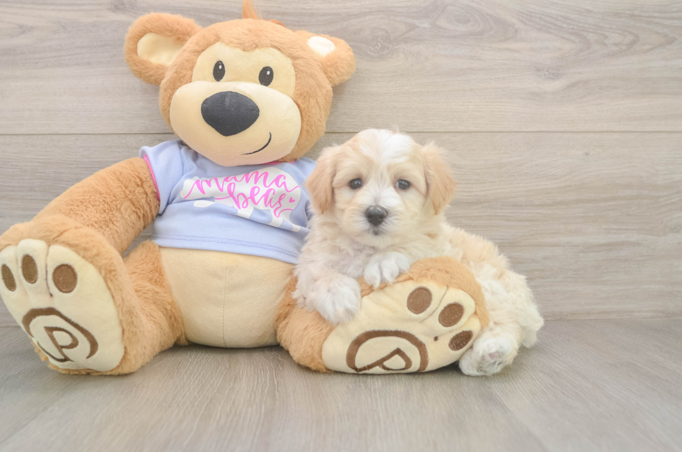 6 week old Maltipoo Puppy For Sale - Simply Southern Pups