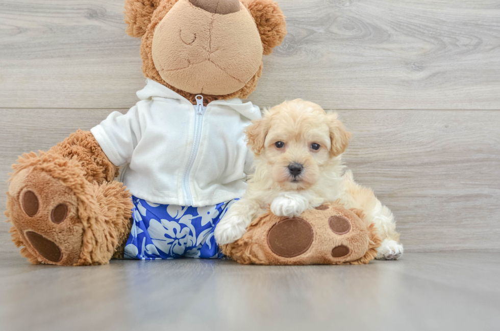 7 week old Maltipoo Puppy For Sale - Simply Southern Pups