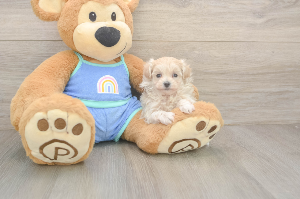 5 week old Maltipoo Puppy For Sale - Simply Southern Pups
