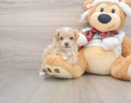 8 week old Maltipoo Puppy For Sale - Simply Southern Pups