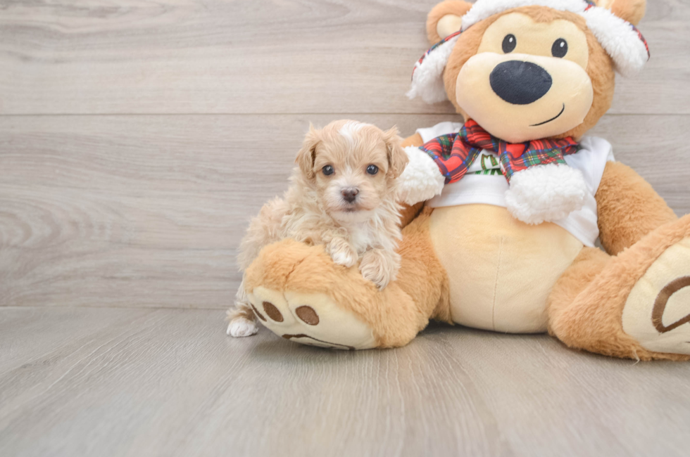 5 week old Maltipoo Puppy For Sale - Simply Southern Pups